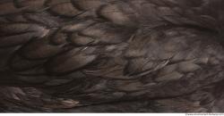 Photo Textures of Animal Skin